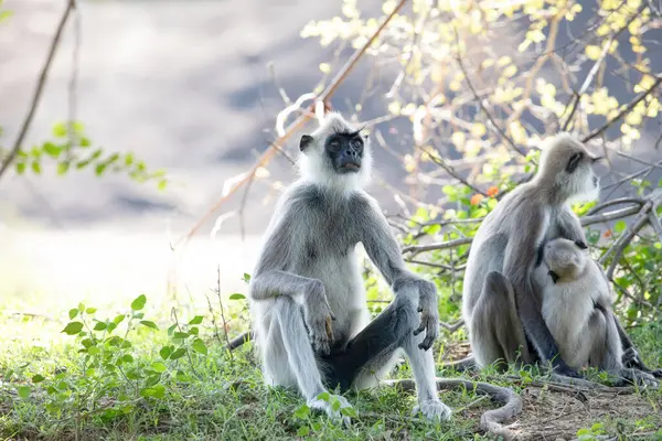 stock image Small group of black faced grey langur monkeys in Yala National Park, Sri Lanka sitting nearby. family with baby beautiful light gray monkeys