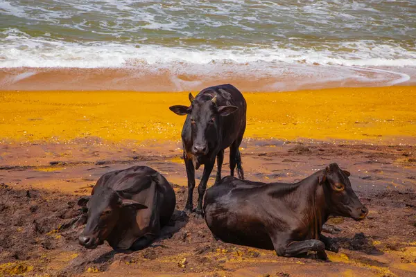 stock image Cows rest lying and standing on traditional oher beach of Sri Lanka . Funny natural vivid orange, blue and gray background