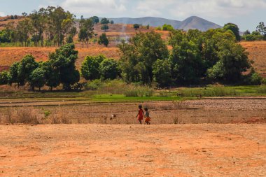 Antsirabe bölgesi, Madagaskar. 20 Ekim 2023. Madagaskar yolları. Antsirabe 'den küçük köylere giden yol, yol boyunca evler, çiftlik hayvanları, pirinç tarlaları, günlük yaşam Malagasy