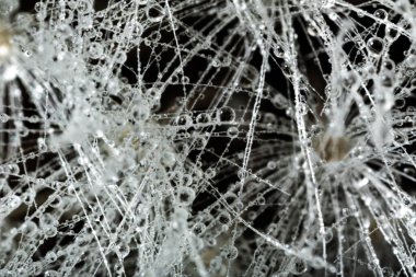 Siyah arkaplanda ince beyaz iplikler üzerinde su damlalarını kapat, seçici odaklanma, arka plan. uç makro fotoğraf