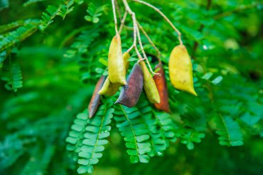 Caesalpinia Sappan (Biancaea) birçok küçük yeşil yaprak. Eski kozaların uzun saplarıyla uyum içinde. Sri Lanka bahçesinde büyüyen