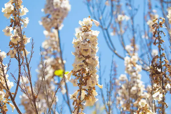 Paulonia İmparatorluğu 'nun (Paulownia tomentosa) beyaz pembe tomentosa çiçekleri mavi gökyüzü güneşli gününe karşı hassas paulonia çiçeklerini büyütür. Seçici odaklanma. Beyaz çiçek arka planı. Madagaskar