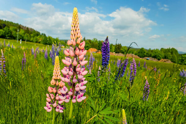 blooming lupine in a field of green grass summer sunny day. vivid colour nature background
