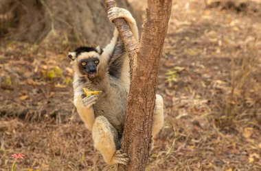 Verreaux 'nun Kimony Otel Parkı' ndaki sifaka 'sı. Madagaskar Adası faunasında siyah kafalı beyaz sifaka. Büyük gözlü sevimli ve meraklı bir primat. Ünlü dans eden lemur.