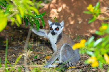 Halka kuyruklu gri lemur, Madagaskar özel parkında doğal ortamda. Yakından sevimli bir primat. Komik şirin küçük hayvan.