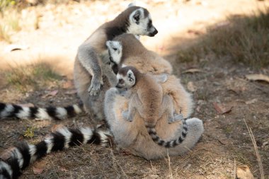 ring-tailed gray lemur in natural environment in private park Madagascar. Close-up cute primate. Funny cute smal animal clipart