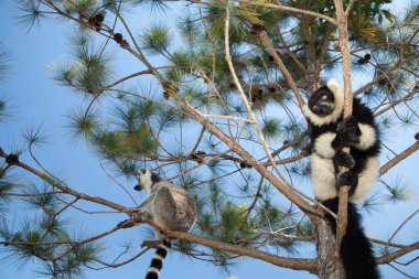 Siyah ve beyaz yakutlu lemur doğal habitatı Madagaskar 'da. Şirin, tüylü, parlak primat yakın plan. Vary varecia variegata, endemik