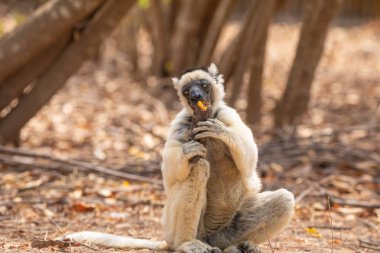 Verreaux 'nun Kimony Otel Parkı' ndaki sifaka 'sı. Madagaskar Adası faunasında siyah kafalı beyaz sifaka. Büyük gözlü sevimli ve meraklı bir primat. Ünlü dans eden lemur.