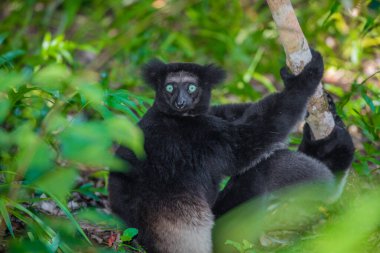 Lemur Indri indri, babakoto Madagaskar 'dan en büyük siyah beyaz lemur. Arkadan ışıklandırılmış yağmur ormanı arka planı, yakın plan, seçici odaklı delici mavi gözlü sevimli hayvan. Palmarium Park Oteli