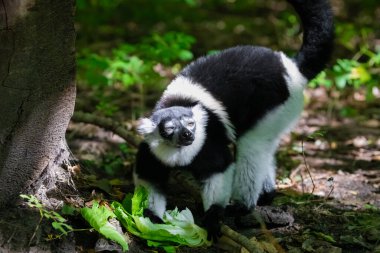 Siyah beyaz yakalı Lemur şirin bir hayvan. Canlı bir doğa geçmişi var. Berlin Hayvanat Bahçesi 'nde nadir görülen bir koruma ve bakım konsepti