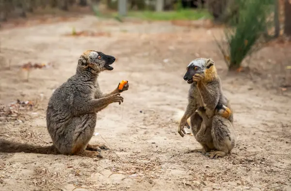 Turuncu gözlü şirin kahverengi lemur (Eulemur fulvus). Doğal yaşam alanındaki ağaç gövdesinde nesli tükenmekte olan bir hayvan, Yedek Kimony. Egzotik Madagaskar vahşi yaşam hayvanı.