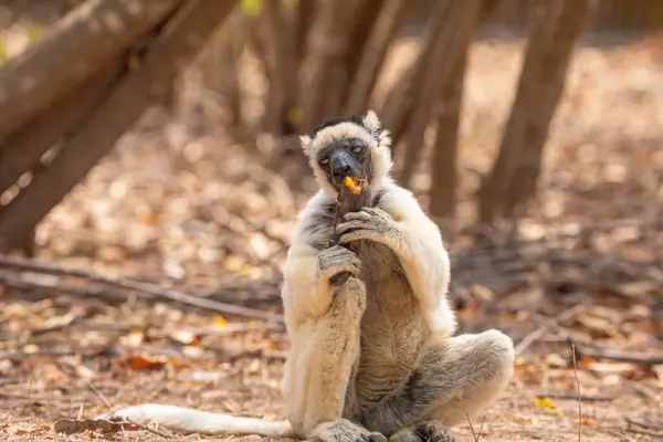 stock image Verreaux's sifaka in Kimony hotel park. White sifaka with dark head on Madagascar island fauna. cute and curious primate with big eyes. Famous dancing lemur