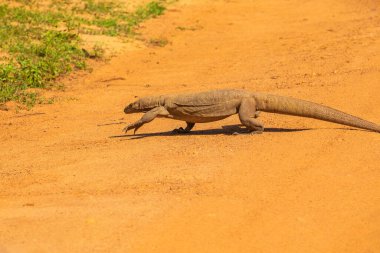 Asya su monitörü - Varanus salvator ayrıca yaygın su monitörü, Güney ve Güneydoğu Asya 'ya özgü büyük varanid kertenkele gözlemcisi kertenkele parlak turuncu kum yolundan geçiyor