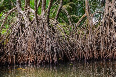 Mangrove habitatı su yüzeyinin üstünde ve altında manzarayı ikiye böldü. Sri Lanka 'da kökleri ve balık sürüsü olan yeşillikler.