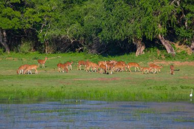 Sika ya da benekli geyik sürüsü Sri Lanka 'da. Vahşi yaşam ve hayvan fotografı. Bir kızıl sika geyik sürüsü yeşil bir çayırda otlar. Doğal ortamdaki bir ormanın arka planına karşı.