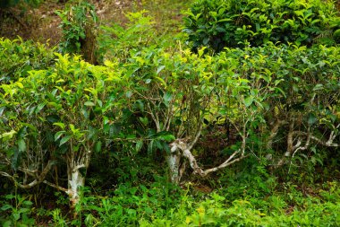 Sri Lanka 'daki yüksek dağ çay tarlası. Olgun yeşil yapraklar çalıların üzerinde, hasat için hazır. Bu tür çaylar özellikle değerli ve lezzetli olur.