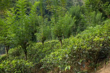 Sri Lanka 'daki yüksek dağ çay tarlası. Olgun yeşil yapraklar çalıların üzerinde, hasat için hazır. Bu tür çayın özellikle değeri ve tadı harikadır. Doğa geçmişi. Çay içecekler konsepti