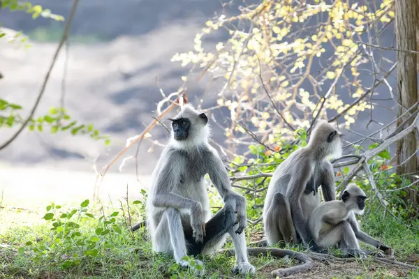 stock image Small group of black faced grey langur monkeys in Yala National Park, Sri Lanka sitting nearby. family with baby beautiful light gray monkeys