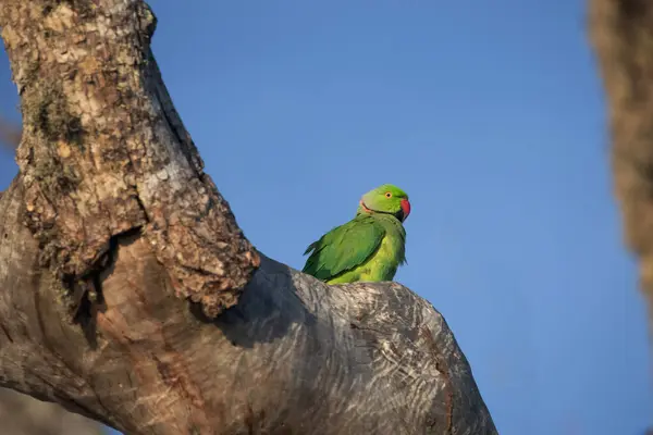 Rose-Ringed Parakeet in tree. (Psittacula Krameri) sitting on a tree against the blue sky in a natural environment