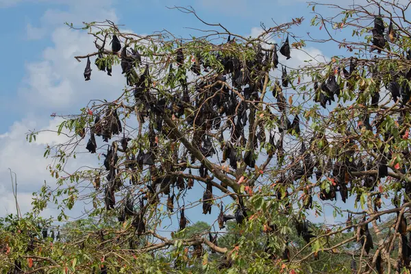 Yakın plan Mariana meyve yarasası (Pteropus mariannus) Sri Lanka 'da mavi gökyüzü arka planında asılı duruyor. vahşi hayvan konsepti.