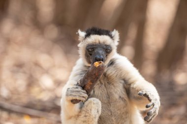 Verreaux 'nun Kimony Otel Parkı' ndaki sifaka 'sı. Madagaskar Adası faunasında siyah kafalı beyaz sifaka. Büyük gözlü sevimli ve meraklı bir primat. Ünlü dans eden lemur.