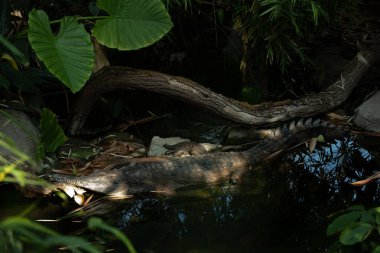 Ganj timsahı (Latince Gavialis gangeticus), gavial. Timsah, Gavialidae ailesi. Alışılmadık derecede dar ve uzun ağızlı timsah balıklarla besleniyor..