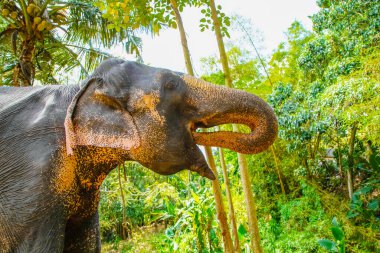 Belirli ten rengine sahip büyük Asya fili, pembe arka planda küçük gri noktalar, çiller gibi. Park 'ta eğitilmiş fil Sri Lanka.