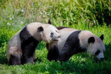 Yeşil çimlerde pandalarla oynarken çok neşeliydi. Nesli tükenmekte olan nadir hayvanlar korunan konsept. Berlin Hayvanat Bahçesi 'ndeki Çin mülkü. sevimli sakar siyah ve beyaz ayı. İki kardeş.