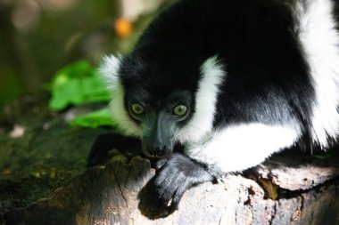 Siyah beyaz yakalı Lemur şirin bir hayvan. Canlı bir doğa geçmişi var. Berlin Hayvanat Bahçesi 'nde nadir görülen bir koruma ve bakım konsepti