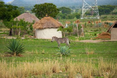 Arusha, Tanzanya, Afrika. 03.02. 2022 yılı. Arusha yakınlarındaki Sunset 'te geleneksel Masai köyü. Sazdan çatıyla kaplı küçük yuvarlak ev yapımı evler. Sığırlar yakınlarda ekiliyor.