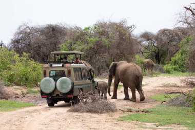Arusha, Tanzanya, Afrika 03. 02 numara. 2022 yılı. Küçük bir yavru fil turistlerle dolu bir arabanın önünde karşıdan karşıya geçiyor. Turistler Tarangiri parkında safari yavru filinin fotoğraflarını çekiyorlar.