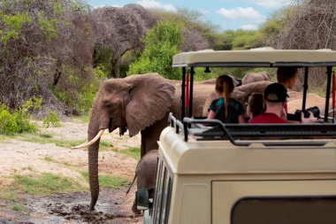 Arusha, Tanzanya. 05 Şubat 2022. Ulusal Afrika parkında Safari, açık bir arabada turistler bir filin fotoğraflarını çekiyor.