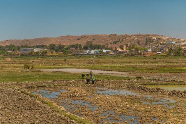 Antananarivo, Madagaskar. 07 Ekim 2023. Antananarivo. İnsanlar yoksulluk içinde gelişmekte olan ülkelerden muzdarip. Kasaba halkı işlerini aceleye getiriyor. Kasaba halkı evlerin yanındaki pirinç tarlalarında çalışıyor.