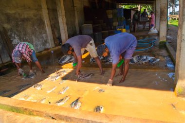 Negombo, Sri Lanka. 09 Şubat 2023 'te Sri Lanka' da küçük bir balık fabrikasında çalışan işçiler ayaklarıyla çamurlu ve kirli suda fileto balığı yıkarlar..