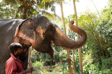 Sri Lanka 'da 10 Şubat 2023. Parlak yaz kıyafetleri giymiş genç Sri Lankalı adam gülümsüyor ve filinin yanındaki toprak yolda uzun bir palmiye ağacının yanında durup onu okşuyor..