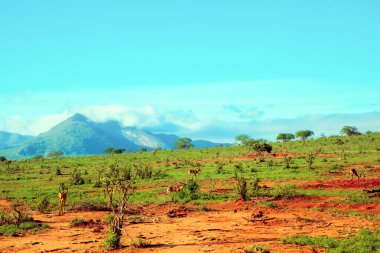 Kenya 'daki güzel Afrika manzarası. Tsavo Ulusal Parkı. Ağaçlar savanalar için inanılmaz gelenekseldir. Vahşi doğada antilop