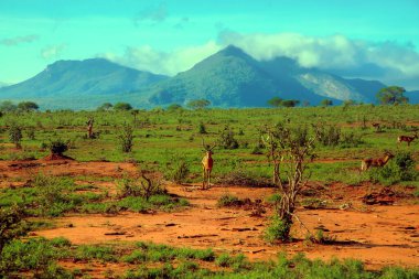 Kenya 'daki güzel Afrika manzarası. Tsavo Ulusal Parkı. Ağaçlar savanalar için inanılmaz gelenekseldir. Vahşi doğada antilop