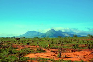 Kenya 'daki güzel Afrika manzarası. Tsavo Ulusal Parkı. Ağaçlar savanalar için inanılmaz gelenekseldir. Vahşi doğada antilop