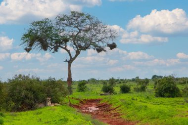 Afrika Nazi parkında ağacın altındaki tüyler ürpertici aslanlar gururu. Doğa geçmişi. Afrika seyahati ve vahşi hayvanlar konsepti