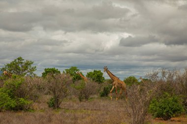 Bir zürafa bitkilerin arasında savanda yürüyor. Doğa geçmişi. Afrika seyahati ve vahşi hayvanlar konsepti