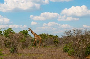 Bir zürafa bitkilerin arasında savanda yürüyor. Doğa geçmişi. Afrika seyahati ve vahşi hayvanlar konsepti