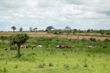 Afrika 'nın otlak köyünde otlayan bir grup inek. Doğa geçmişi. Afrika seyahati ve vahşi hayvanlar konsepti