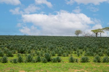 Afrika 'daki yeşil ananas tarlalarının ve mavi gökyüzünün manzarası. Doğa geçmişi. Afrika seyahati ve vahşi hayvanlar konsepti