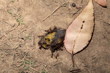 Marangoz karıncalar (Camponotus gibber) dünyanın birçok ormanlık bölgesine özgü büyük bir endemik karınca türü. Madagaskar 'a özgü türler. Büyük Madagaskar karıncaları muz kabukları yer.