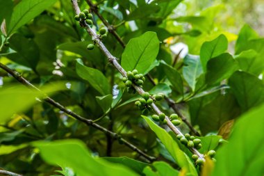 Kenya 'daki bir kahve tarlasında yeşil bir çalılıkta kahve çekirdeği yetiştirmek. Doğal yeşil arkaplan dallar ve tahıllar bırakır