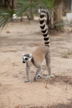 ring-tailed lemur, Lemur catta large strepsirrhine primate and most recognized lemur due long, black and white ringed tail. Like all lemurs endemic island of Madagascar. cute small animal clipart
