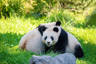 Neşeli yeşil çimlerde pandalar çalıyor