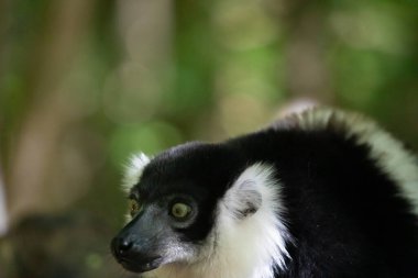 Siyah beyaz yakalı Lemur şirin bir hayvan. Canlı bir doğa geçmişi var. Berlin Hayvanat Bahçesi 'nde nadir görülen bir koruma ve bakım konsepti