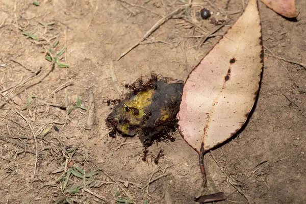 Marangoz karıncalar (Camponotus gibber) dünyanın birçok ormanlık bölgesine özgü büyük bir endemik karınca türü. Madagaskar 'a özgü türler. Büyük Madagaskar karıncaları muz kabukları yer.