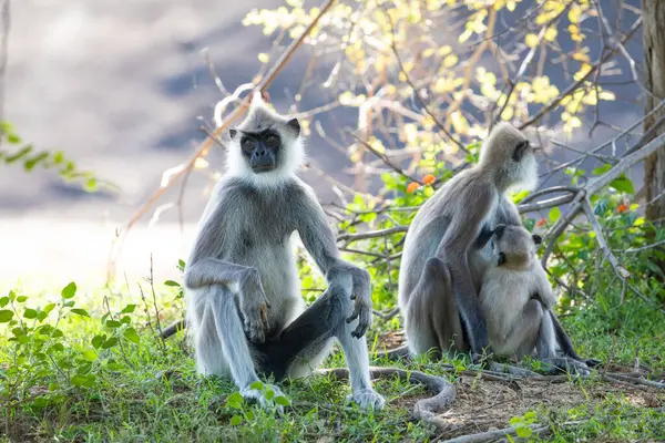 stock image Small group of black faced grey langur monkeys in Yala National Park, Sri Lanka sitting nearby. family with baby beautiful light gray monkeys